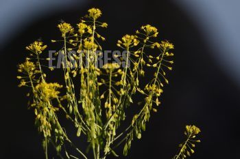 EA342023, Eastpress , Porvoo, Finland